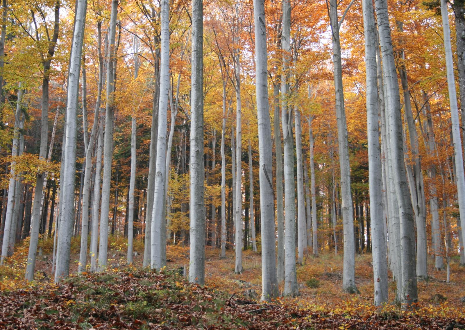 Las bukowy jesienią w leśnictwie Waliszów. Fot. Małgorzata Gębala