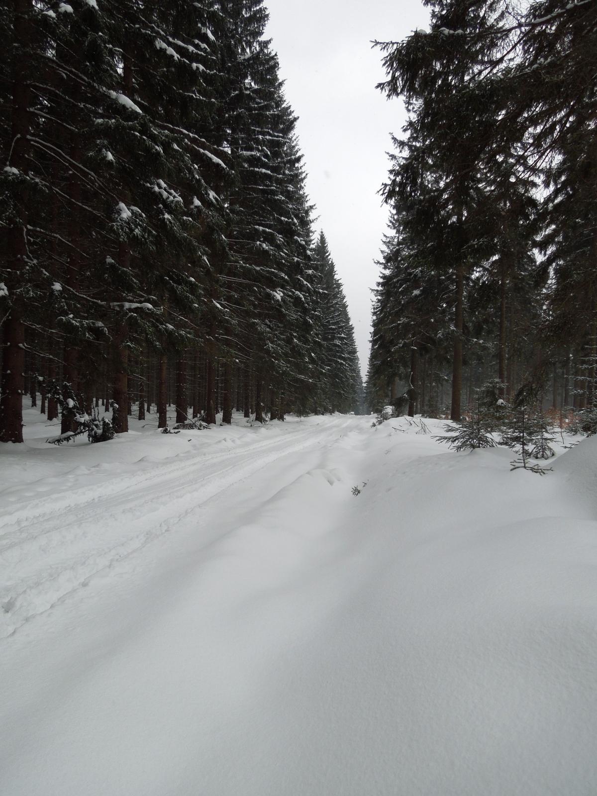 Droga leśna zimą. Fot. Grzegorz Lampasiak