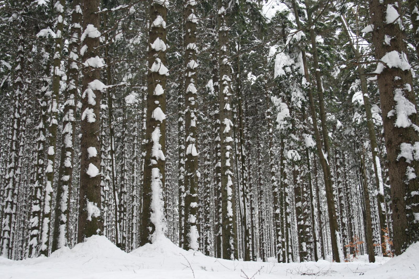 Las zimą. Fot. Małgorzata Gębala