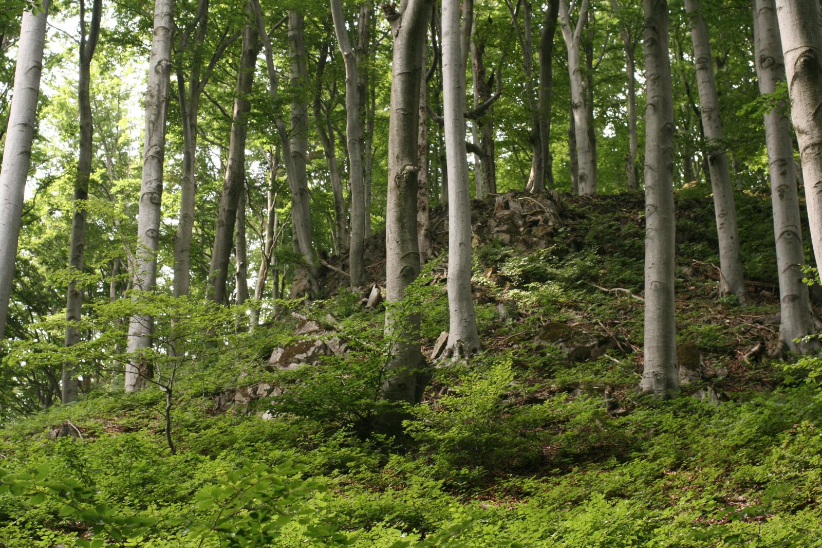 Las bukowy w leśnictwie Waliszów. Fot. Małgorzata Gębala