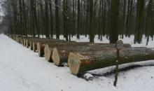Drewno - ekosurowiec