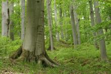 Obszary Natura 2000