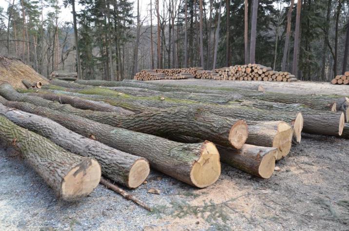 Pozyskane&#x20;drewno&#x20;dębowe&#x2e;&#x20;Fot&#x2e;&#x20;Grzegorz&#x20;Lampasiak